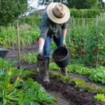 Compost mûr au potager : comment l’utiliser au bon moment et sur quelles cultures l’épandre